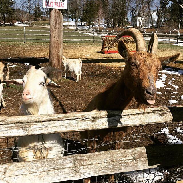 See Our Goat Walk