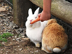 BunnyRun