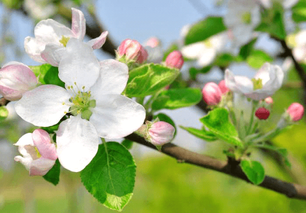 Alstede Farms Nj Mendham Apple Blossom Festival 3 Alstede Farms Nj Mendham Apple Blossom Festival 3