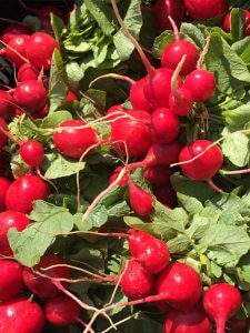 Radishes Red