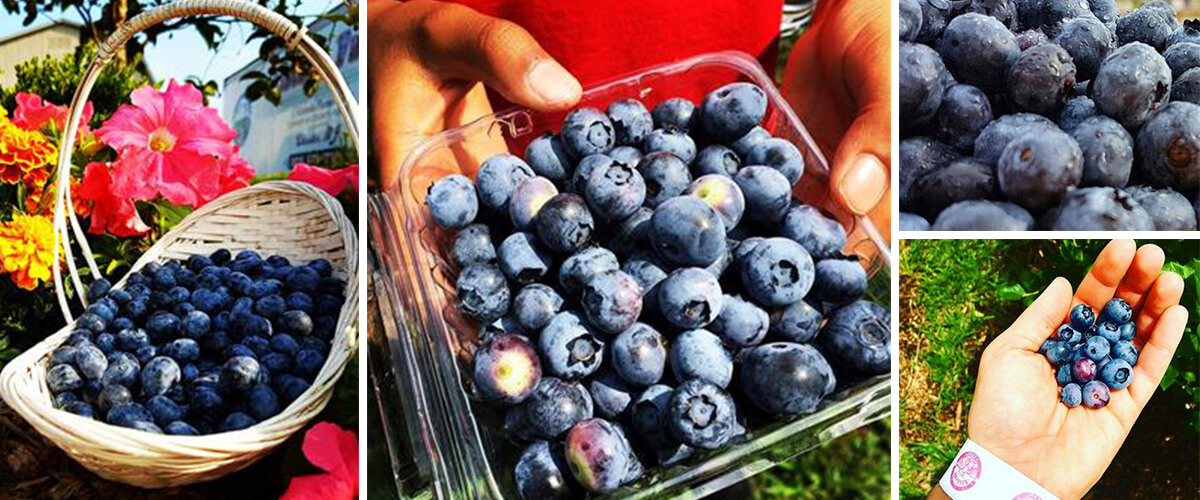 Pick Blueberries Alstede Farms NJ