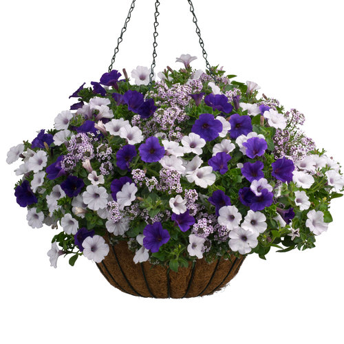 hanging flowers