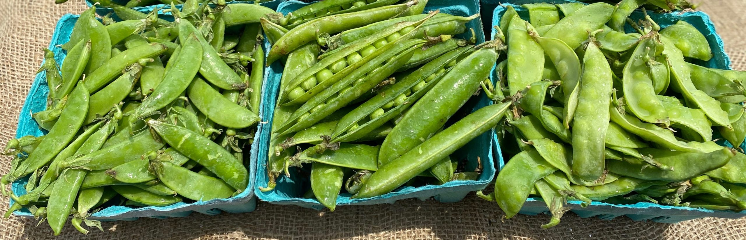 Give Peas a Chance Alstede Farms NJ