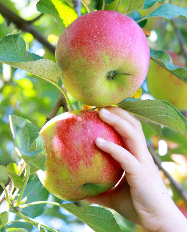 pyo-event-apples