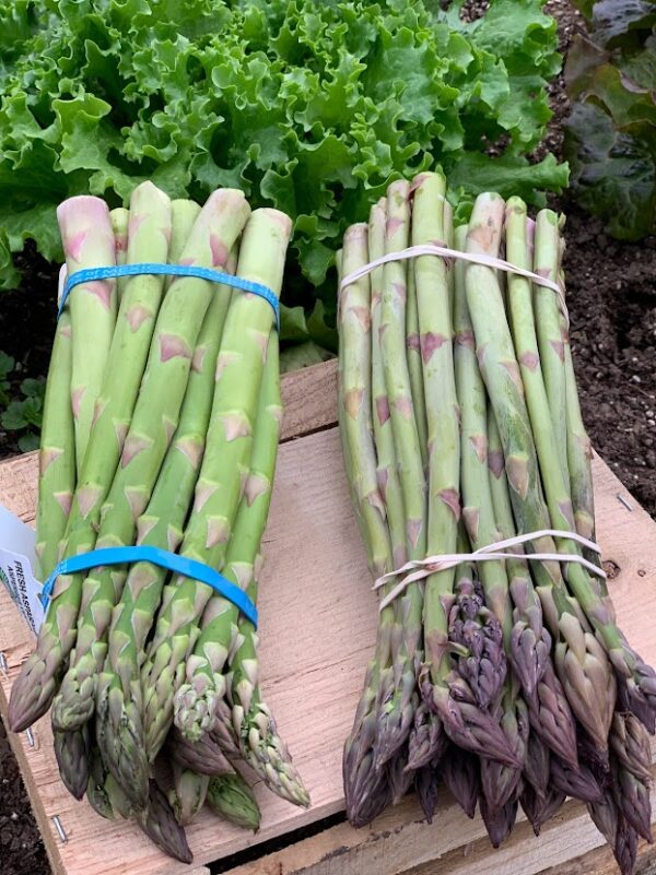 spear some asparagus Alstede Farms NJ