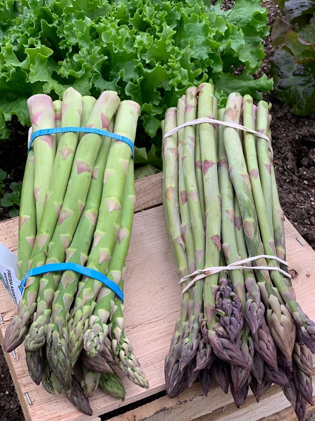 spear some asparagus Alstede Farms NJ