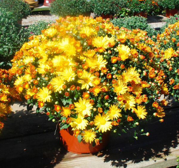 Mums - 6.5 inch