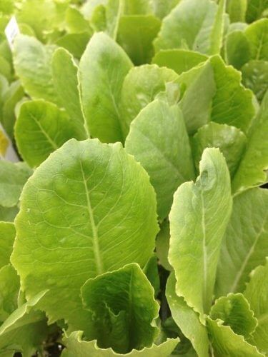 Steak Salad | Alstede Farms