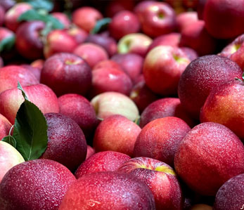 Apple Filled Crepes | Alstede Farms