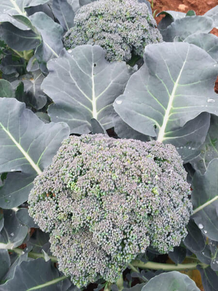 Spicy Pickled Broccoli | Alstede Farms