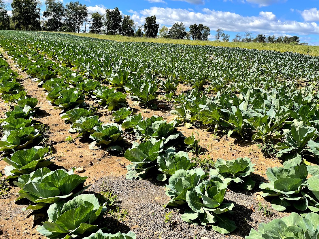 Don’t be Average, Eat your Cabbage | Alstede Farms | NJ