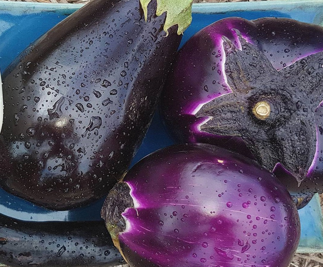 Marinated Eggplant | Alstede Farms