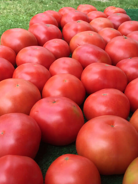 Tomato Corn Pie | Alstede Farms